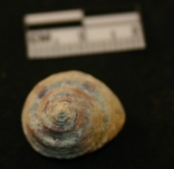 ID gasteropode - pleistocene